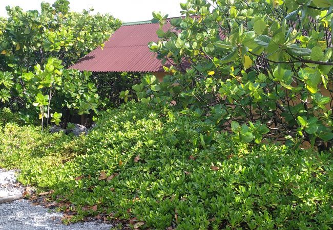 Bangalô em Fakarava  - FAKARAVA - Teariki Lodge 1