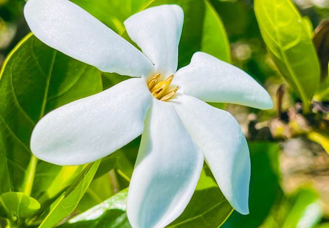 Villa em Avatoru - RANGIROA - Villa Prestige Fara Iti Villa em Avatoru - RANGIROA - Villa Prestige Fara Iti