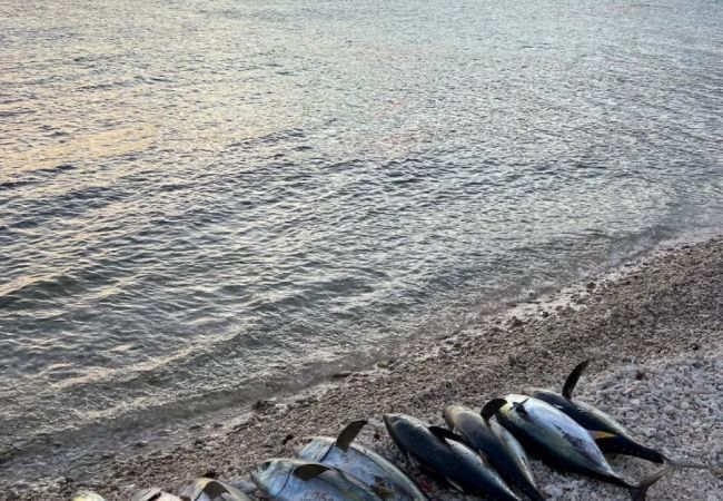 Bangalô em Avatoru - RANGIROA - Tihiata Bungalow Bangalô em Avatoru - RANGIROA - Tihiata Bungalow