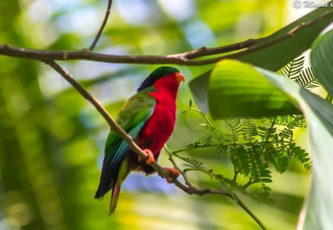 Bangalô em Anapoto - RIMATARA - Bungalow Ā'Ā URA Piti Bangalô em Anapoto - RIMATARA - Bungalow Ā'Ā URA Piti