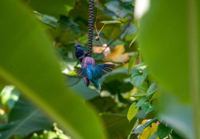 Bangalô em Vaipae’e - UA HUKA - Ha'e Pihiti Maha Bangalô em Vaipae’e - UA HUKA - Ha'e Pihiti Maha
