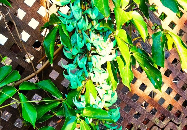 Ferienhaus in Mahina - TAHITI - Haumaru Beach Fare Ferienhaus in Mahina - TAHITI - Haumaru Beach Fare