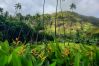 Rent by room in Hanavave - FATU HIVA - Hanavave Room 2 Rent by room in Hanavave - FATU HIVA - Hanavave Room 2