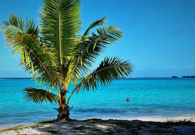 Villa in Temae - MOOREA - Toatea Beach Piti