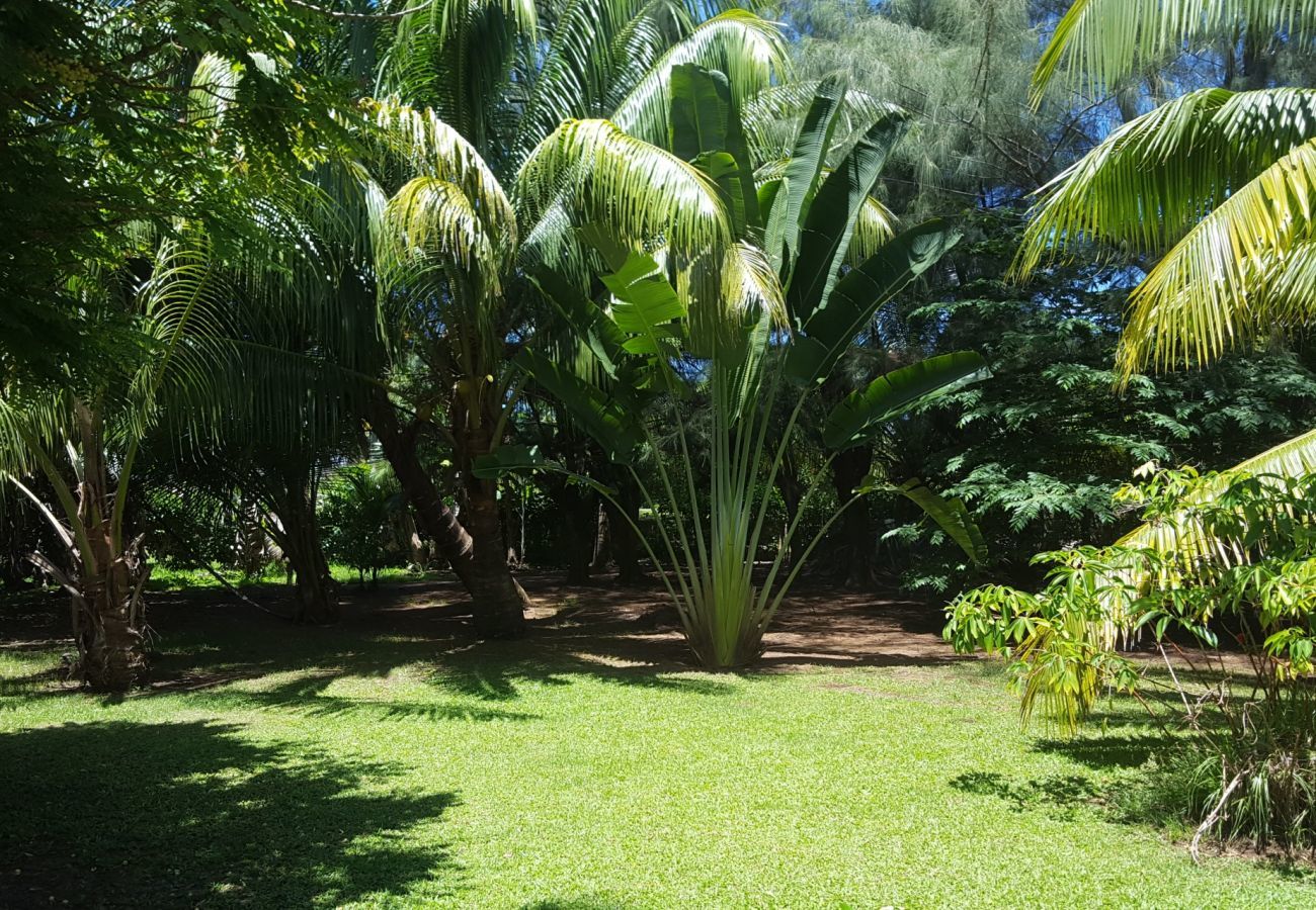 View of the garden 