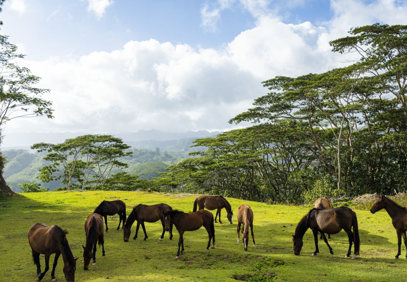 Rent by room in Taiohae - NUKU HIVA - Te Reo Nuku Hoe