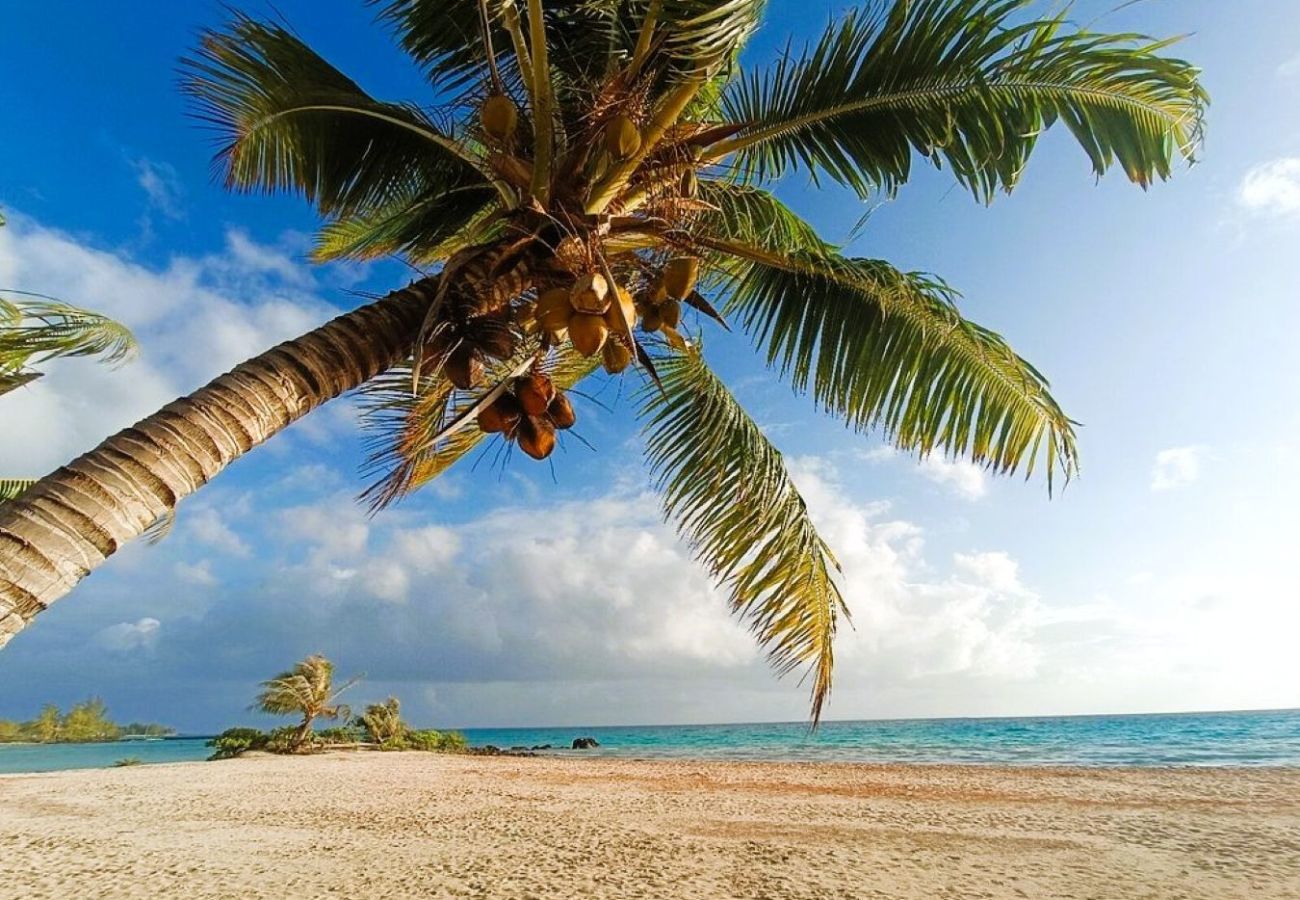 Rent by room in Tuherahera - TIKEHAU - Kaha Beach Piti