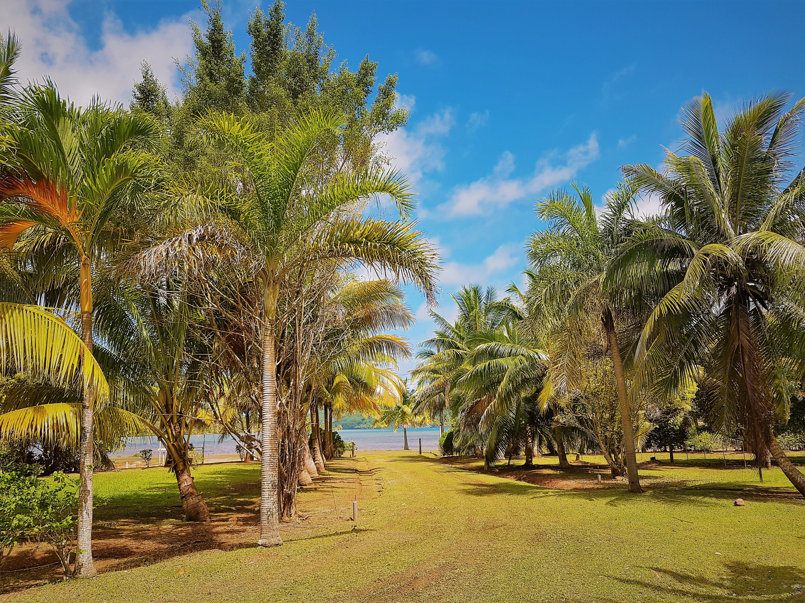 Vista del jardín arbolado 