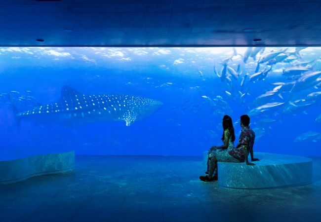 Bungalow en Pihaena - MOOREA - The SERENITY Creek spa Bungalow en Pihaena - MOOREA - The SERENITY Creek spa