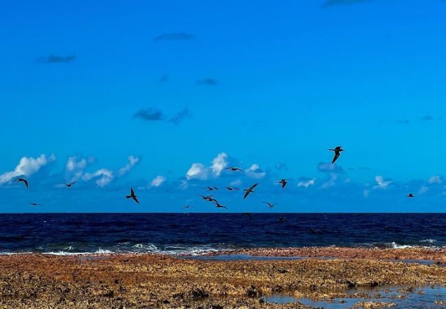 Bungalow en Avatoru - RANGIROA - Taiamani Bungalow Bungalow en Avatoru - RANGIROA - Taiamani Bungalow