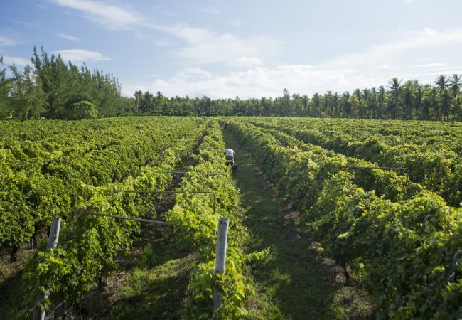 Bungalow en Rangiroa - RANGIROA - My Eden Place Bungalow en Rangiroa - RANGIROA - My Eden Place