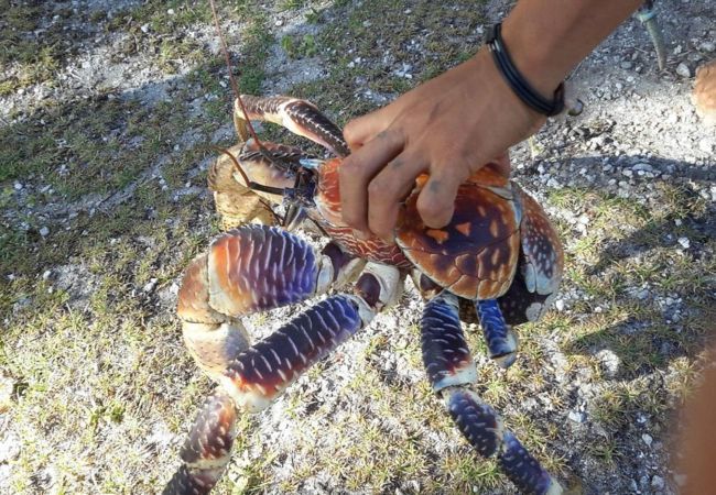 Alquiler por habitaciones en Tuherahera - TIKEHAU - Kaha Beach Hoe Alquiler por habitaciones en Tuherahera - TIKEHAU - Kaha Beach Hoe