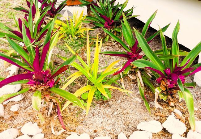 Bungalow a Temae - MOOREA - O Motu Temae Bungalow a Temae - MOOREA - O Motu Temae