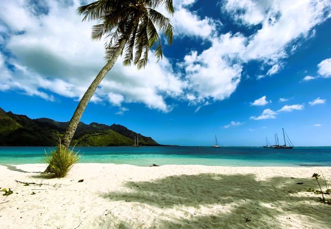 Bungalow a Pihaena - MOOREA - The SERENITY Creek spa Bungalow a Pihaena - MOOREA - The SERENITY Creek spa