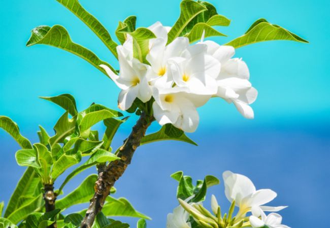 Affitto per camere a Huahine-Nui - HUAHINE - Room Manava Piti Affitto per camere a Huahine-Nui - HUAHINE - Room Manava Piti