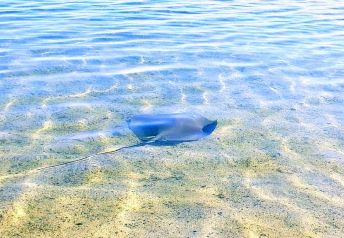 Bungalow a Haapiti - MOOREA - Fare Taina Iti