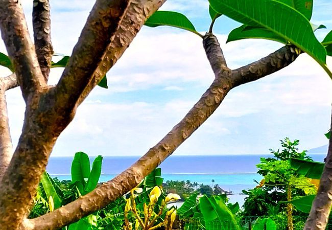 Studio à Faa´a - TAHITI - Ninamu Pool Studio Studio à Faa´a - TAHITI - Ninamu Pool Studio