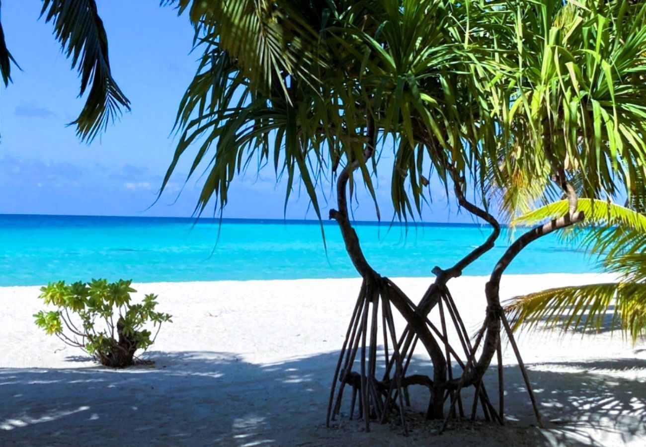 Bungalow à Tuherahera - TIKEHAU - Pink Dream Beach 1