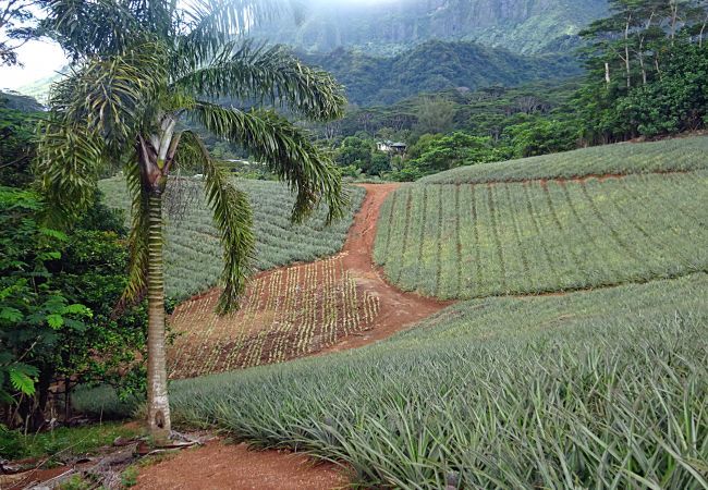 Casa em Paopao - MOOREA - Paopao Pool Mountain Casa em Paopao - MOOREA - Paopao Pool Mountain