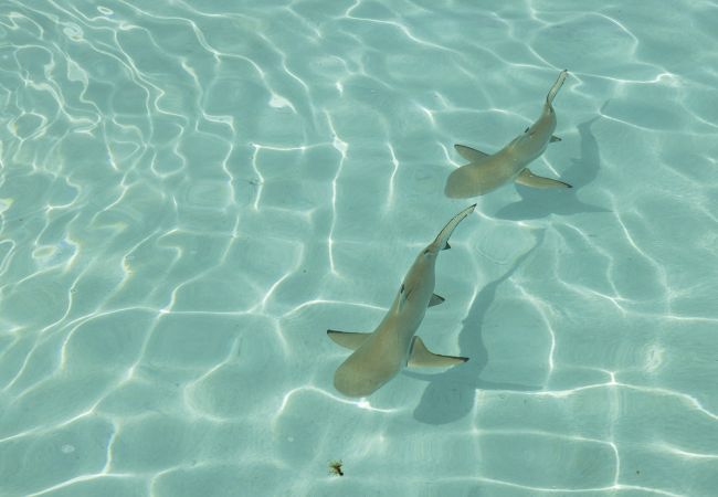 Bungalow em Pihaena - MOOREA - The SERENITY Creek spa Bungalow em Pihaena - MOOREA - The SERENITY Creek spa