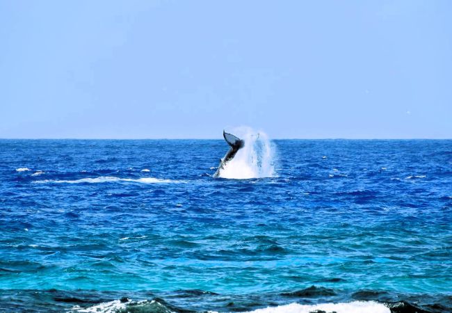 Bungalow em Anapoto - RIMATARA - Bungalow Ā'Ā URA Piti Bungalow em Anapoto - RIMATARA - Bungalow Ā'Ā URA Piti