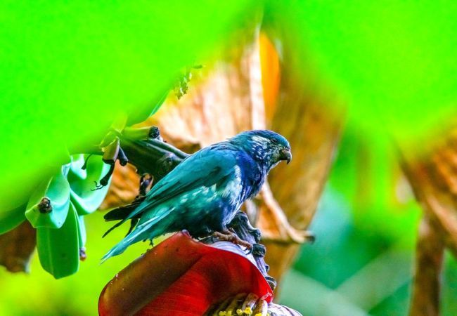 Bungalow em Vaipae’e - UA HUKA - Ha'e Pihiti Piti Bungalow em Vaipae’e - UA HUKA - Ha'e Pihiti Piti