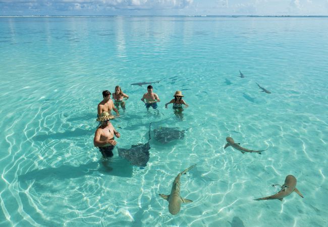 Bungalow in Pihaena - MOOREA - The SERENITY Creek spa Bungalow in Pihaena - MOOREA - The SERENITY Creek spa