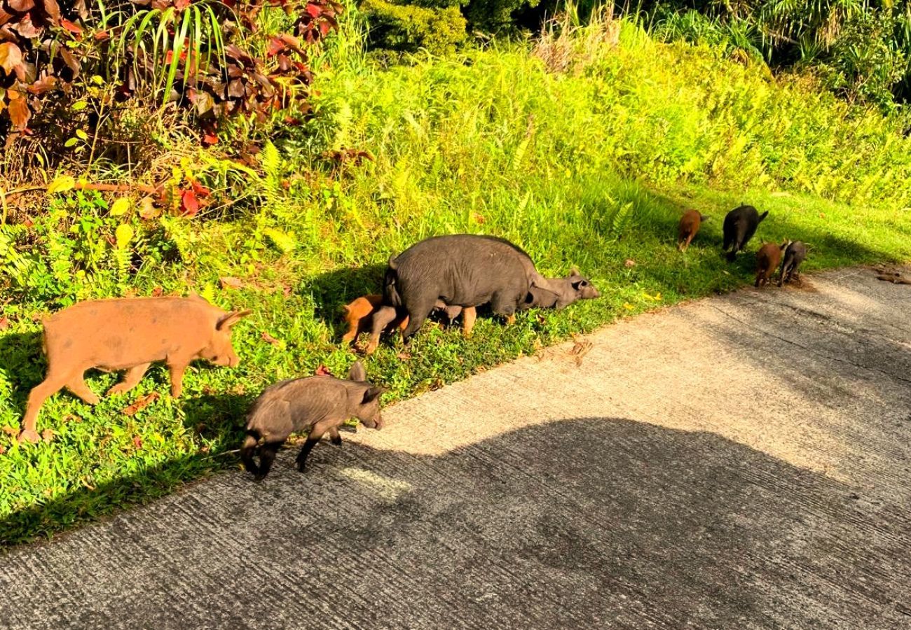 Rent by room in Taiohae - NUKU HIVA - Te Reo Nuku Paoto Upe